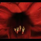 amaryllis