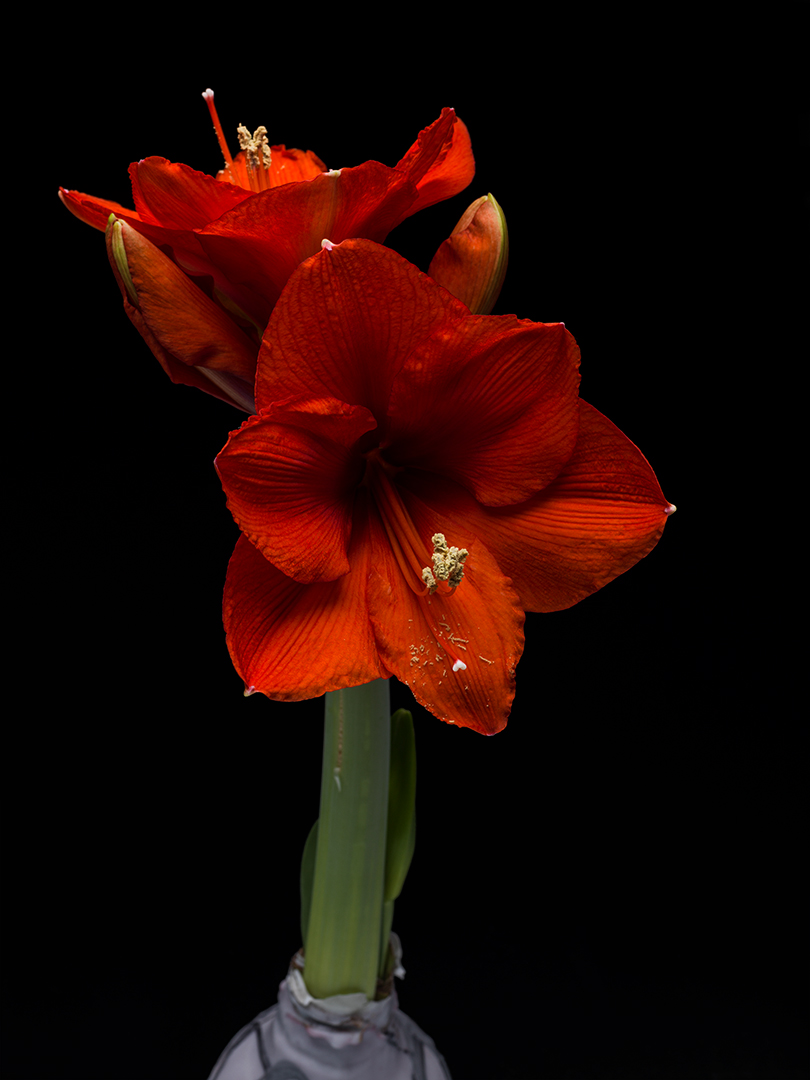 Amaryllis