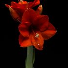 Amaryllis