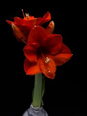 Amaryllis