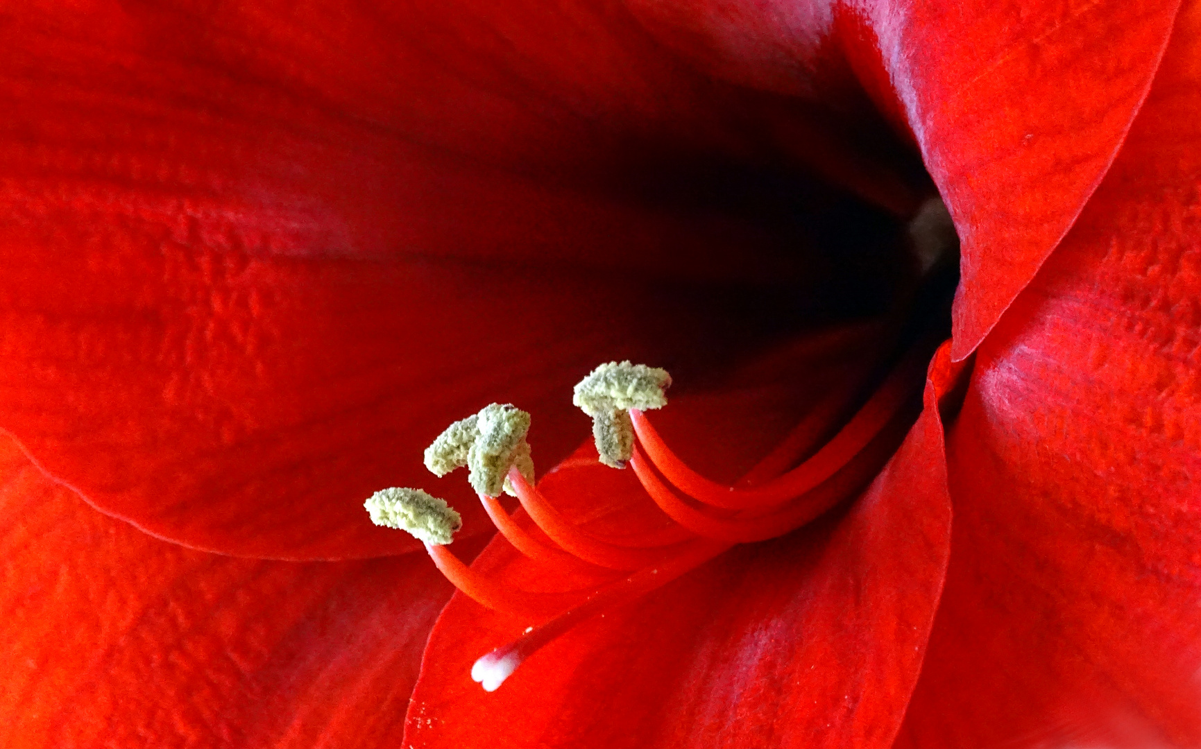 Amaryllis