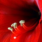 Amaryllis