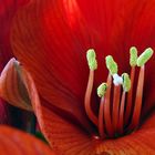 amaryllis