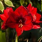 Amaryllis