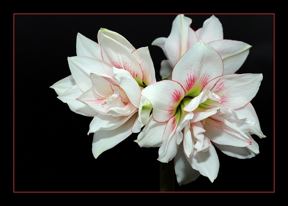 Amaryllis