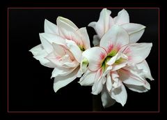 Amaryllis