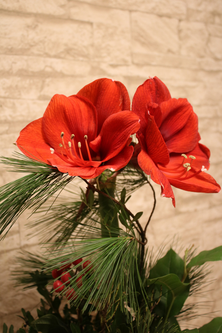 Amaryllis 