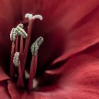 Amaryllis