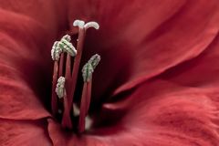 Amaryllis