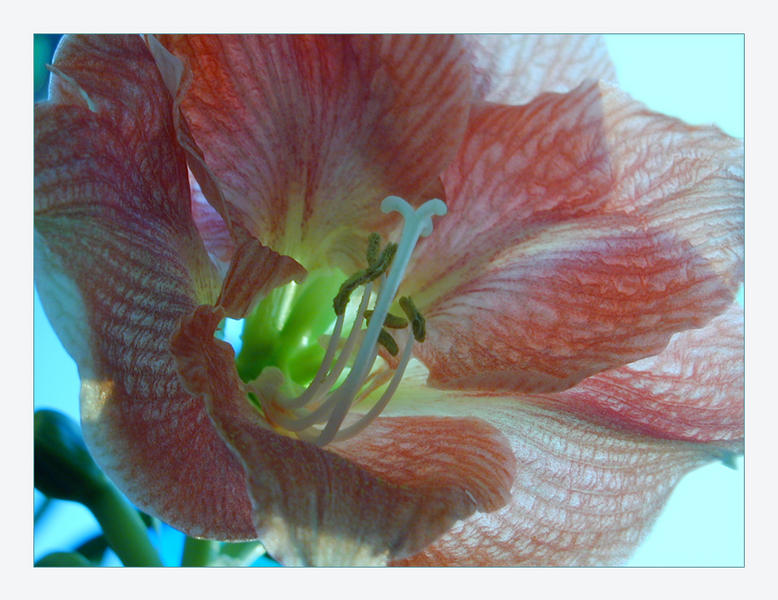 Amaryllis