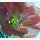 Amaryllis