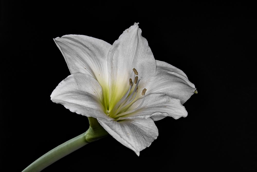 Amaryllis