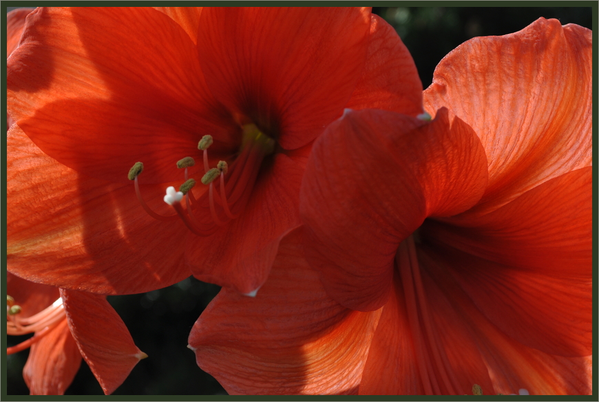 Amaryllis