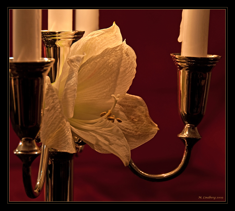 Amaryllis 6