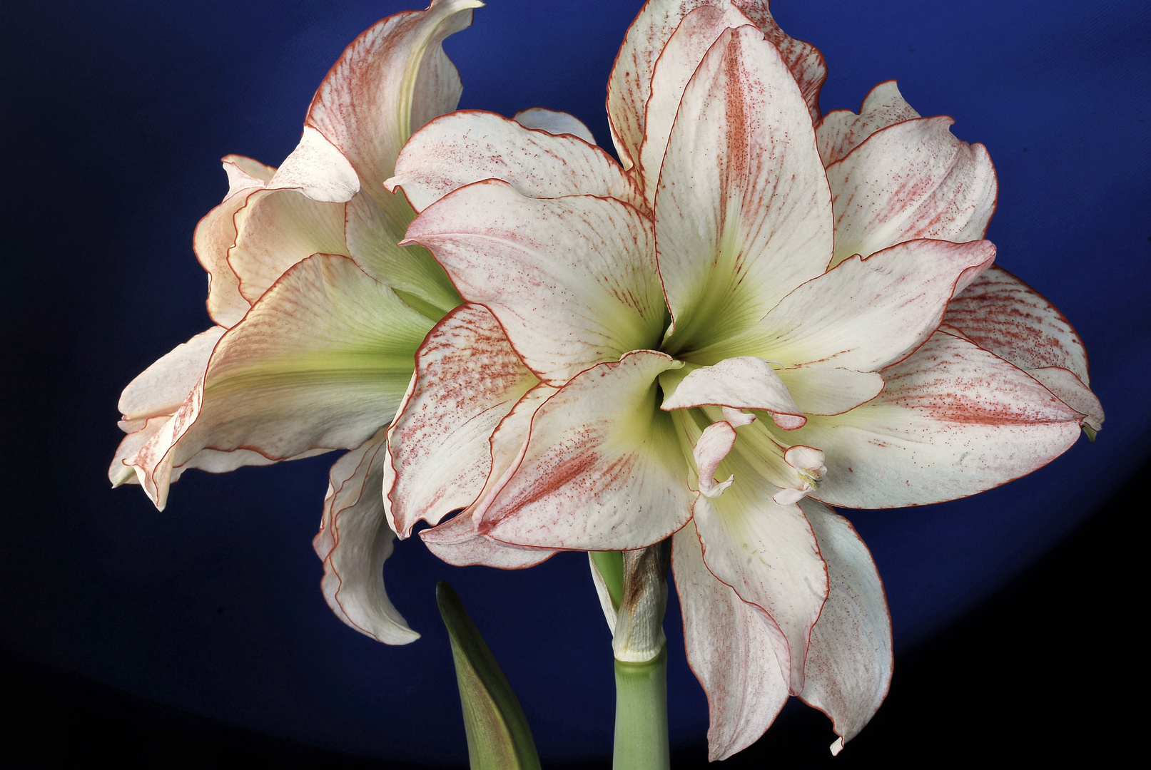 Amaryllis 6