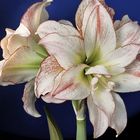 Amaryllis 6