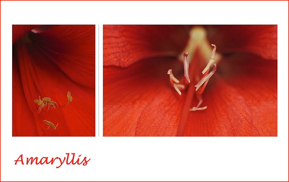 Amaryllis 6