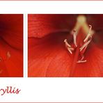 Amaryllis 6