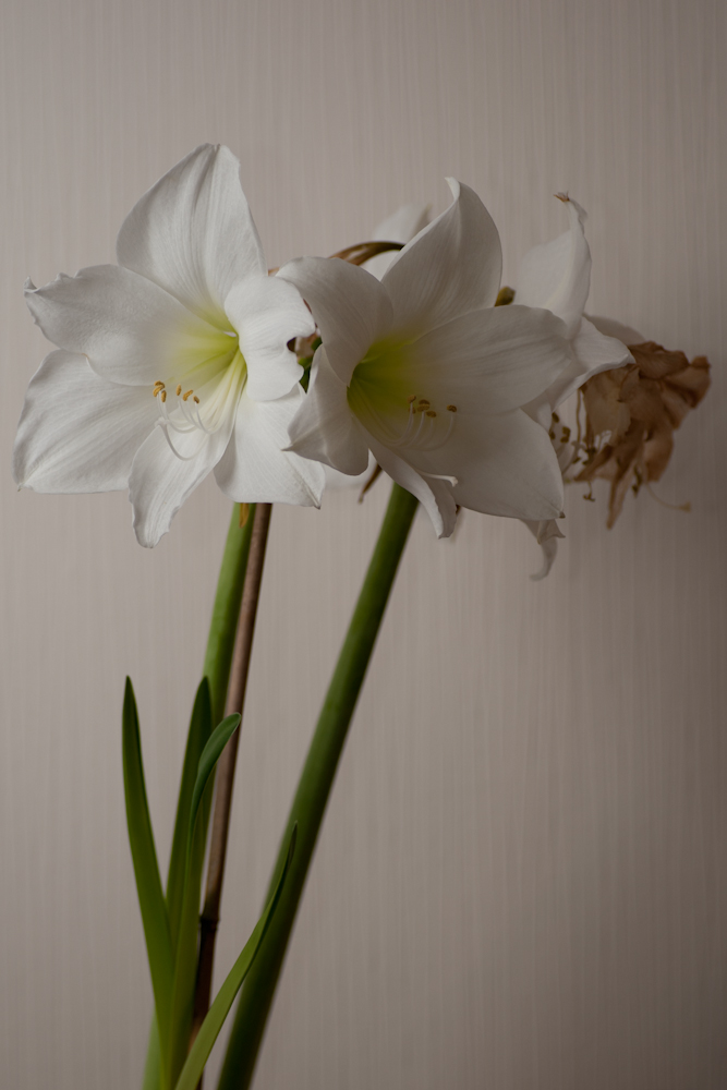 Amaryllis + 6 Tage