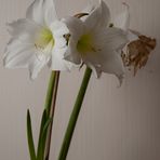 Amaryllis + 6 Tage