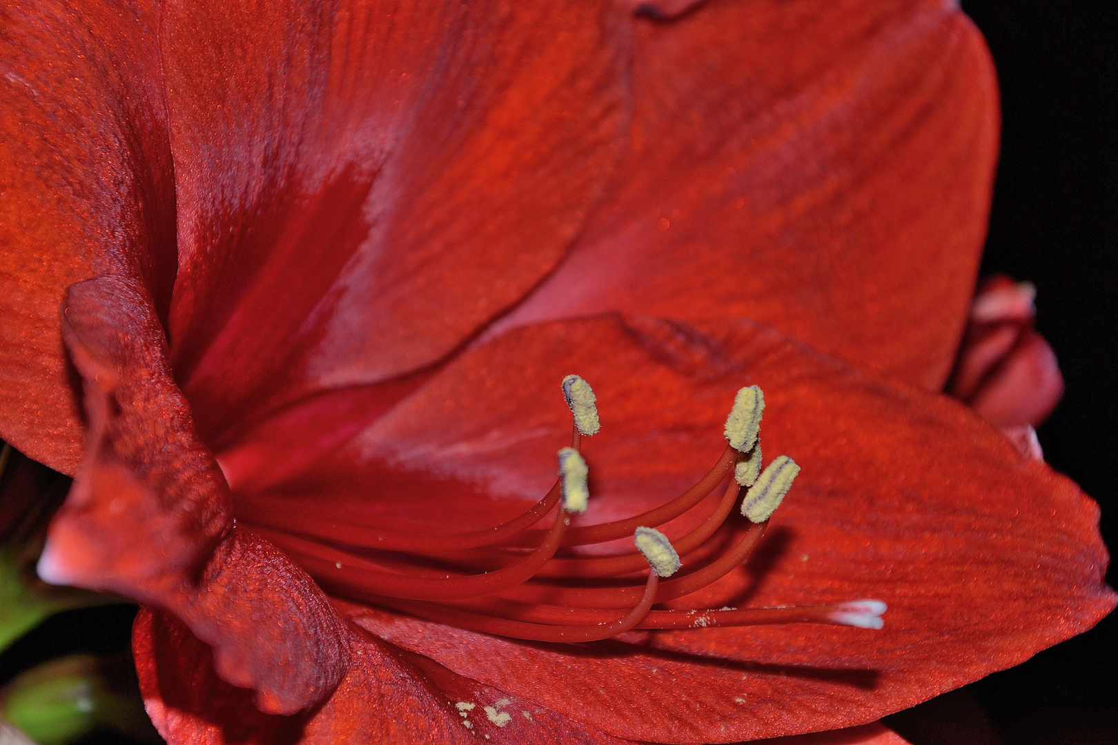 Amaryllis