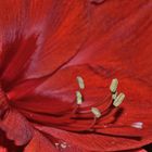 Amaryllis