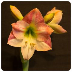 Amaryllis