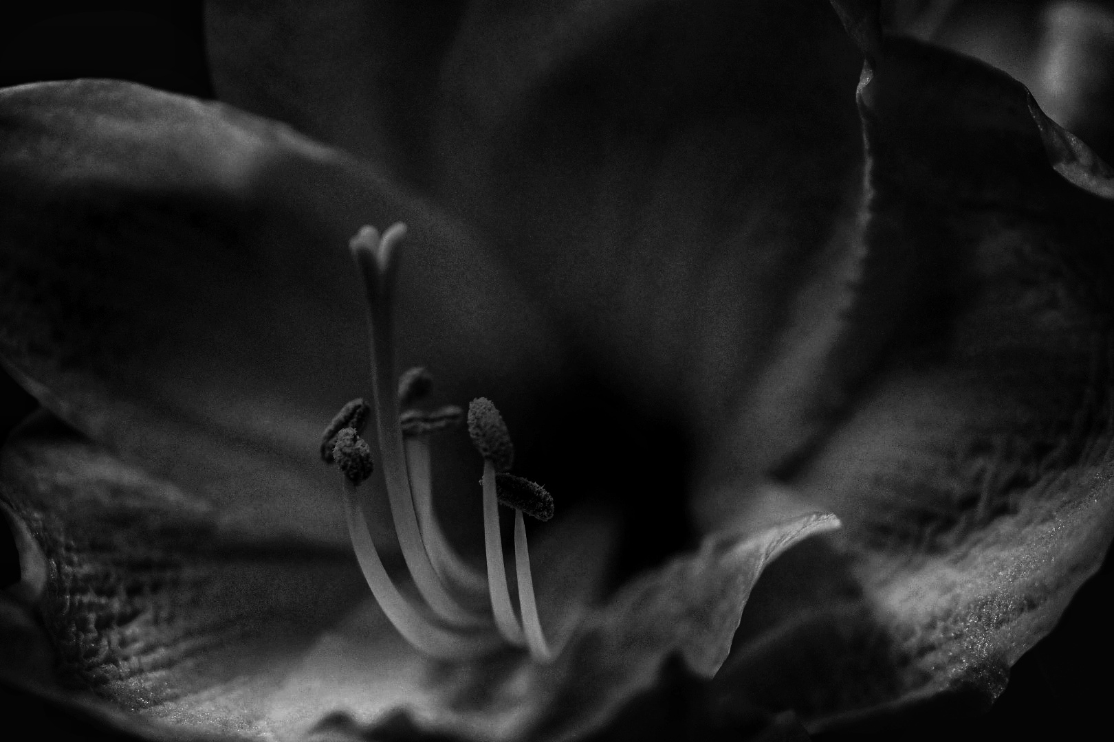 Amaryllis 