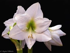 Amaryllis ...