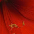 Amaryllis 6/1