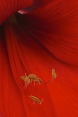 Amaryllis 6/1