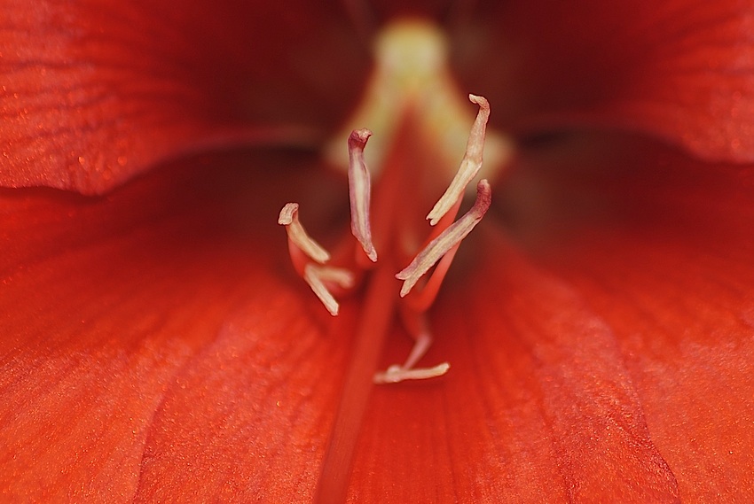 Amaryllis 6/2