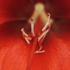 Amaryllis 6/2