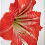 Amaryllis