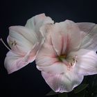 Amaryllis