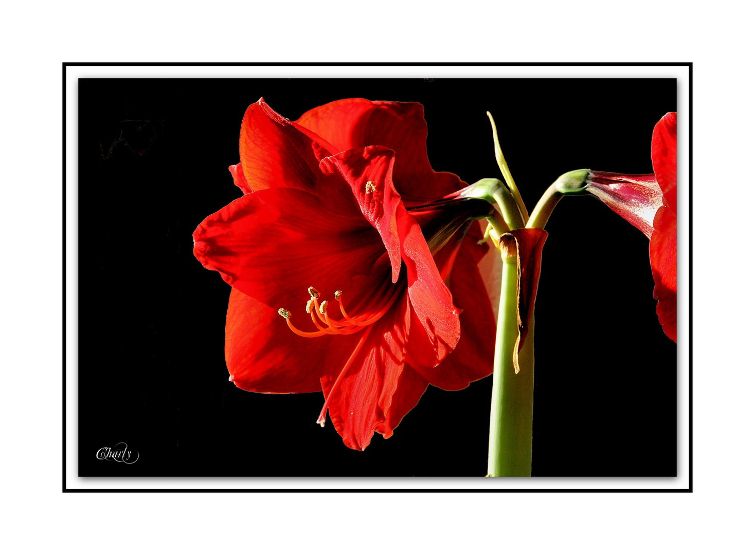 Amaryllis