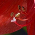 Amaryllis