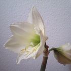 Amaryllis