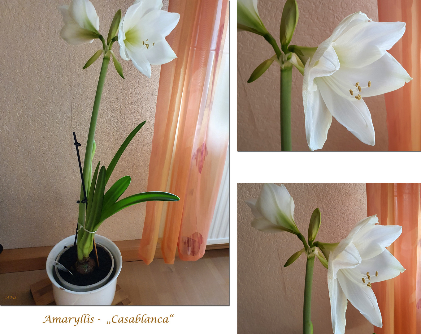 Amaryllis**