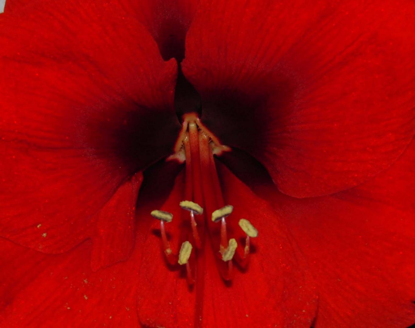 Amaryllis