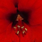 Amaryllis