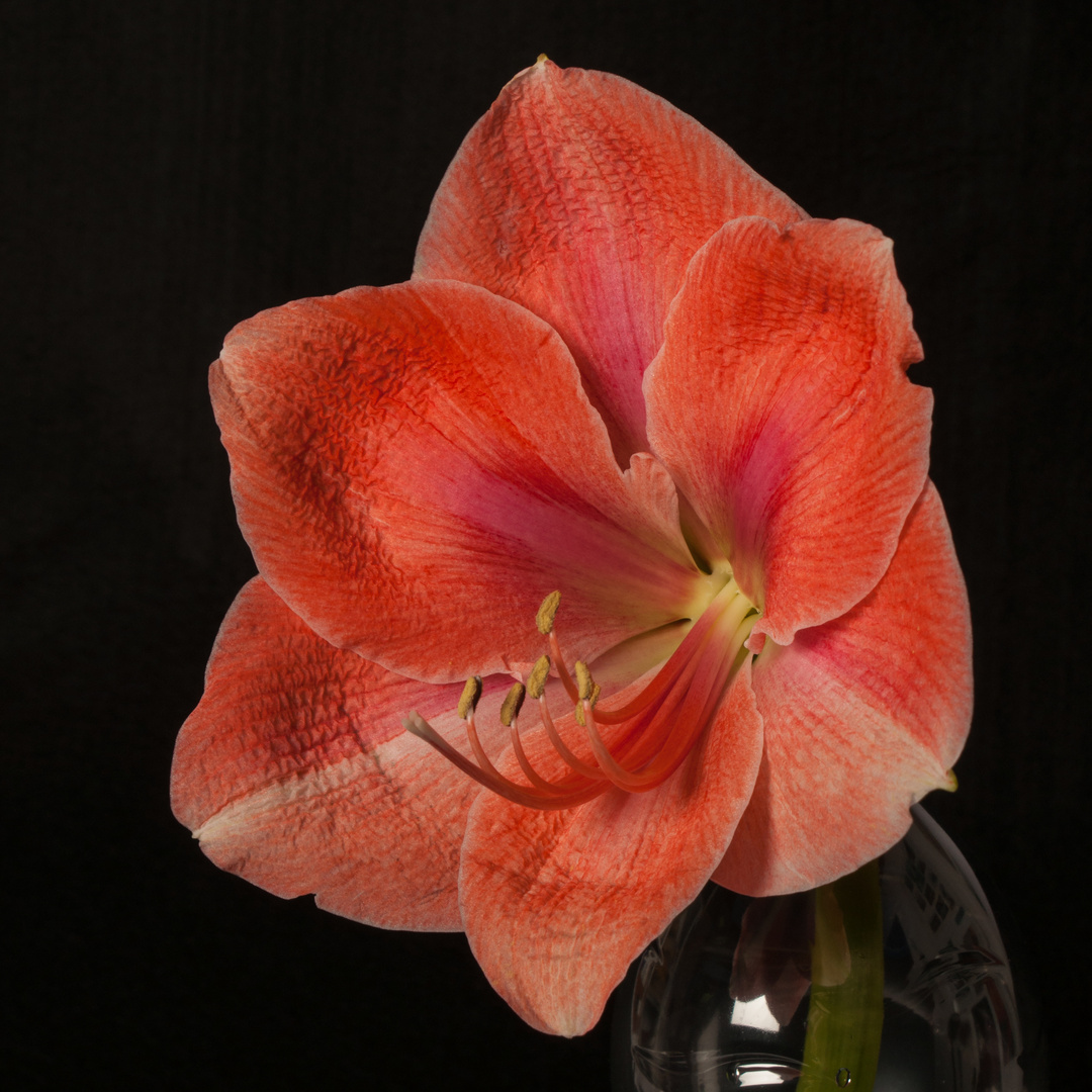 Amaryllis 6447