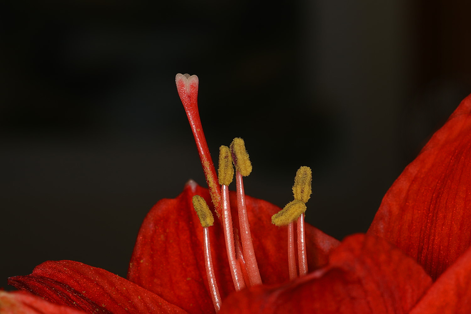 Amaryllis