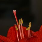 Amaryllis