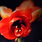 Amaryllis 