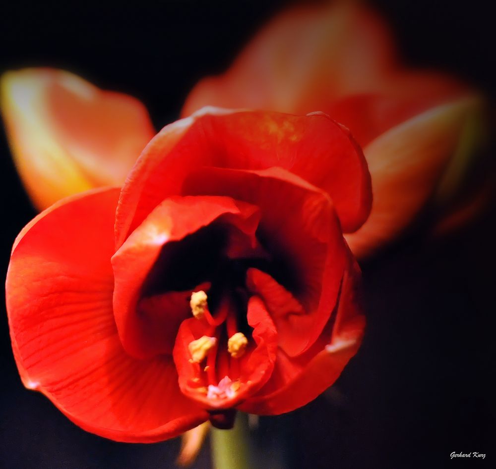 Amaryllis 