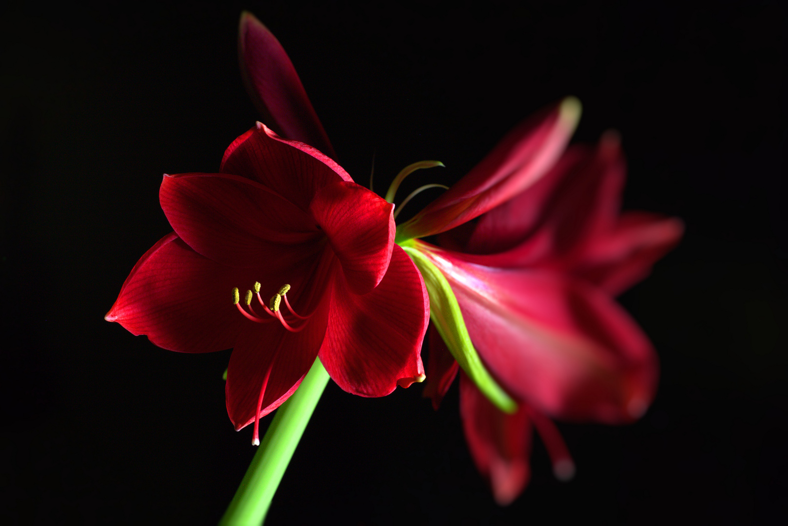 Amaryllis