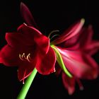 Amaryllis