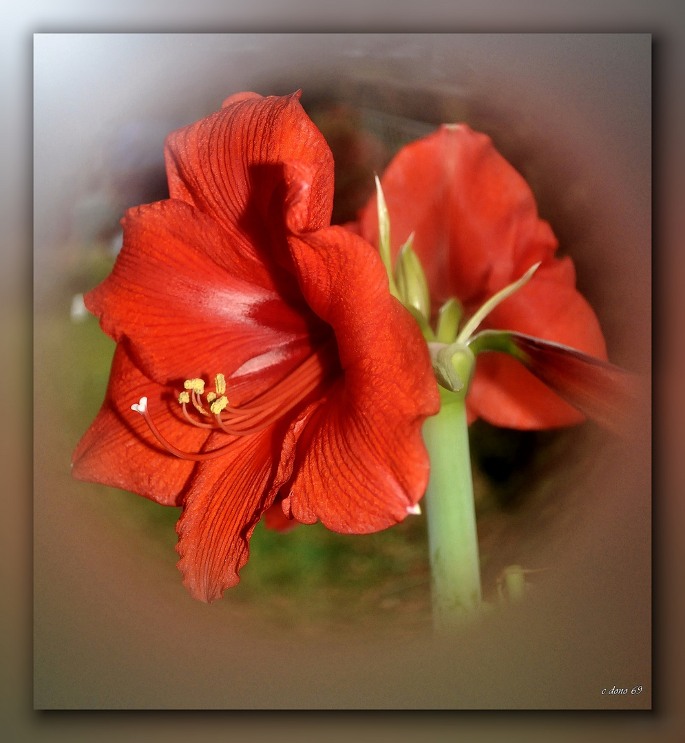 Amaryllis...