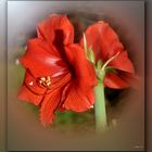 Amaryllis...